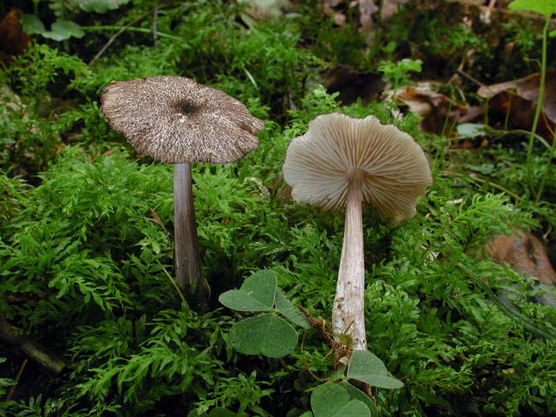 Entoloma scabiosum