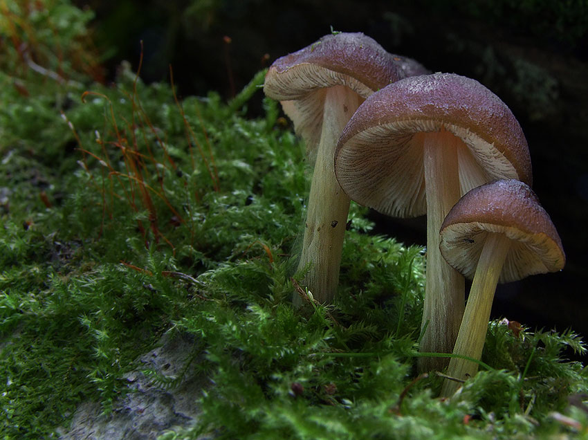 Pluteus luctuosus / phlebophorus